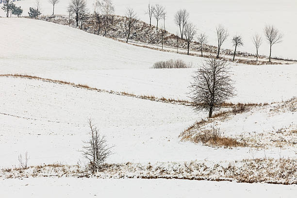 istock Trees in field covered by snow. Winter scenery 524888486