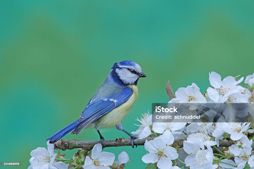 Blue tit on apple-twig Blue tit on blossoming apple-twig,Eifel,GErmany. Animal Stock Photo