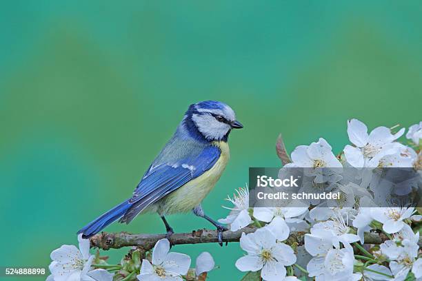 Blue Tit On Appletwig Stock Photo - Download Image Now - Animal, Animal Body Part, Animal Eye