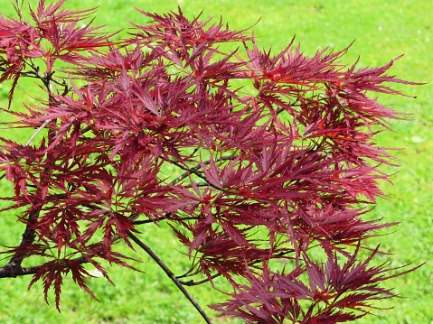 Red japanese maple leaves on green background