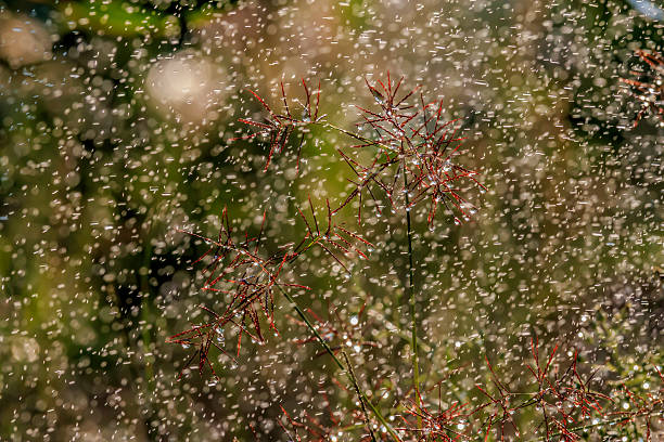istock Water pour splashes and bokeh from watering in summer garden 524889394