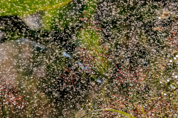istock Water pour splashes and bokeh from watering in summer garden 524889608