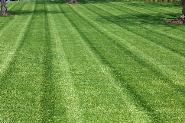istock Lawn of beautiful green plush grass 524889770