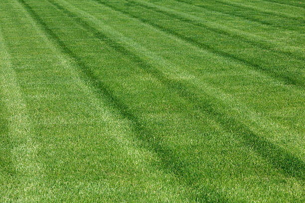 istock Lawn of beautiful green plush grass 524889858