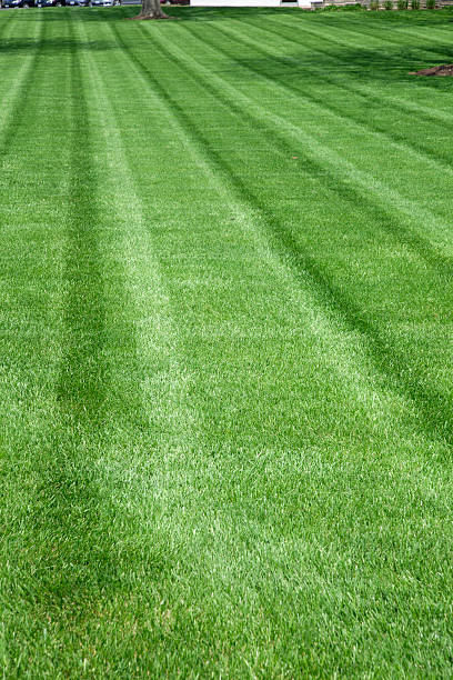 istock Lawn of beautiful green plush grass 524889914