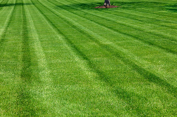 istock Lawn of beautiful green plush grass 524889958