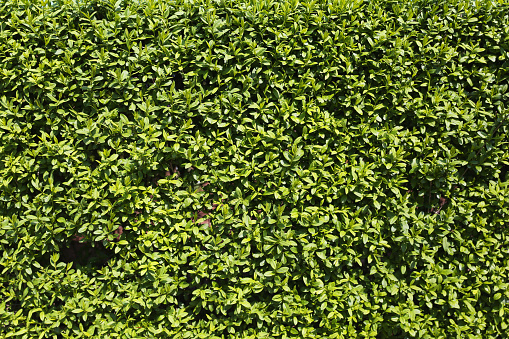 Green bush texture used as background. It is spring green light 