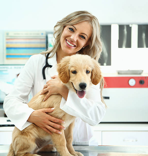 istock Vet with a healthy puppy. 524891126