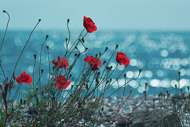 istock red poppies near the beach 524891388