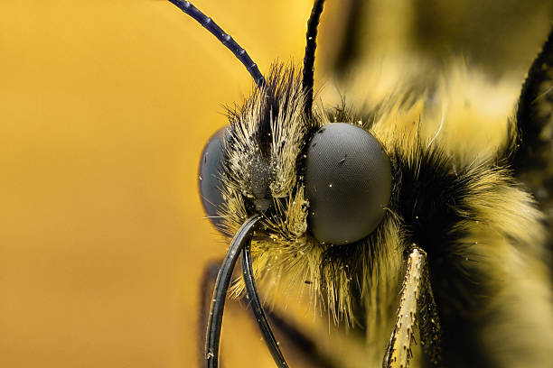 Extreme magnification - Butterfly head, side view Extreme magnification - Butterfly head, side view facet joint photos stock pictures, royalty-free photos & images