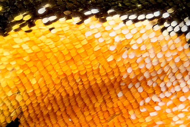 Photo of Extreme magnification - Butterfly wing