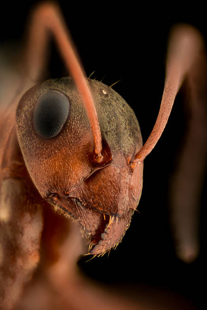 Extreme magnification - Ant head, side view stock photo