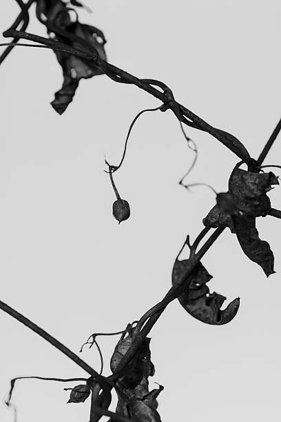 istock Closeup of Dead Climbing Plant Black and White 524892040