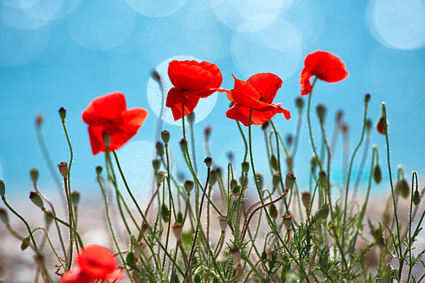 istock beauty in nature, poppies in spring day 524892546