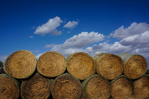 istock Blue skies and bales of hay 524893248