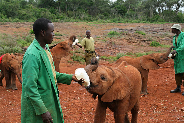 Nairobi, Kenya - June 7, 2009: The David Sheldrick Wildlife Trust, a Kenyan wildlife conservation charity,  managing an orphanage for elephants on June 07, 2009 in Nairobi