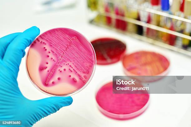 Bacteria Culture Stock Photo - Download Image Now - Acinetobacter, Agar Jelly, Antibiotic