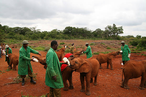 Nairobi, Kenya - June 7, 2009: The David Sheldrick Wildlife Trust, a Kenyan wildlife conservation charity,  managing an orphanage for elephants on June 07, 2009 in Nairobi