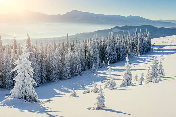 istock magical winter snow covered tree.  Carpathian, Ukraine, Europe. 524894030