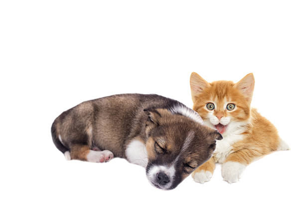 istock little puppy and kitten 524894334