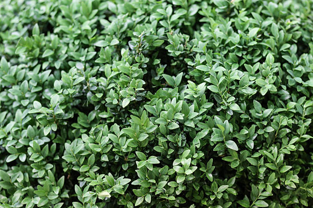 istock Texture of beautiful green tree fence 524894656
