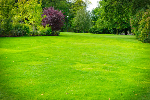 istock Big lawn in green park 524895582