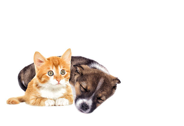 istock little puppy and kitten 524895704