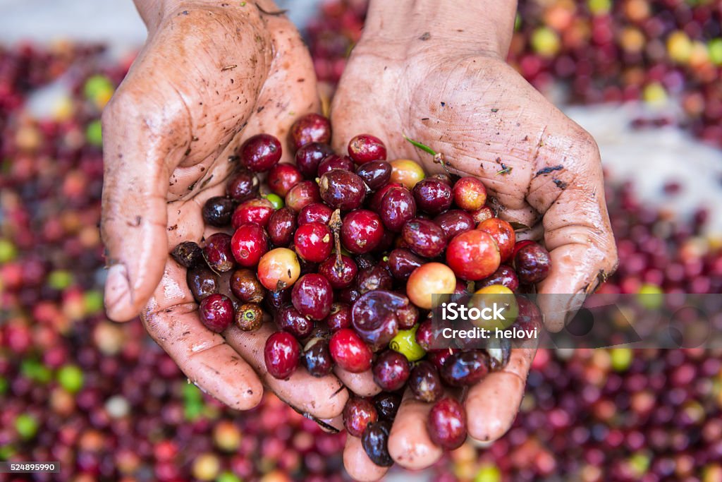 Hands holding fresh coffee crop hands holding  freshly-picked red coffee beans, shiny and wet. Honduras Stock Photo