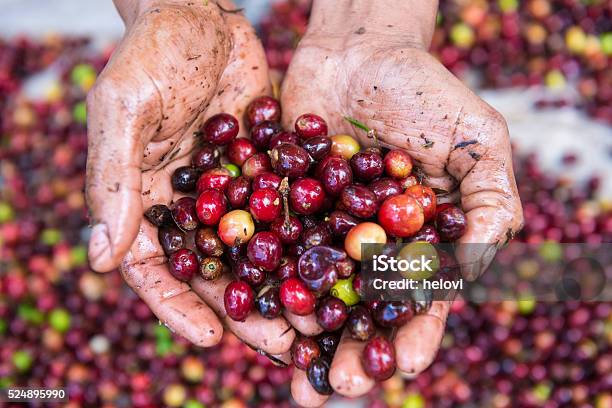 Hands Holding Fresh Coffee Crop Stock Photo - Download Image Now - Honduras, Food, Freight Transportation
