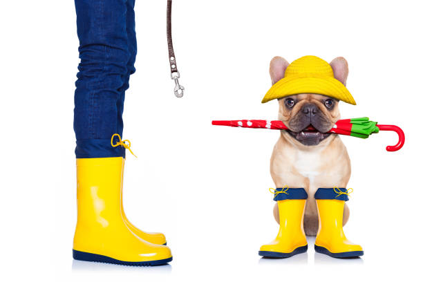 istock fawn french bulldog ready for a walk 524897520
