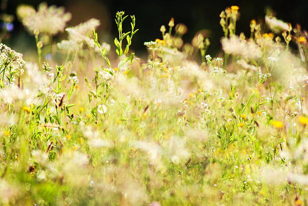 istock Grass meadow and beautiful prple flowers at morning 524897908