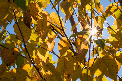Sunburst a través de las hojas amarillas photo