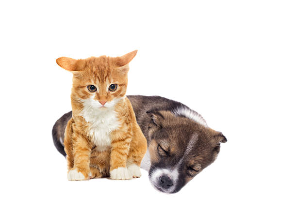 istock little puppy and kitten 524898150