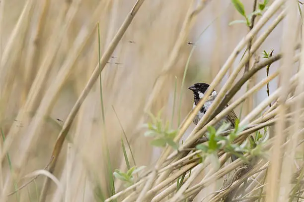 ReedBunting on the right side of the picture in between the reeds. Warm light brown colours with a bit of green with flies flying around