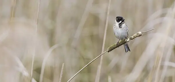 A male reedbunting perched in the reeds. With a complete light brown background that is out of focus. And the Reedbunting in the front on the right side looking to the right.