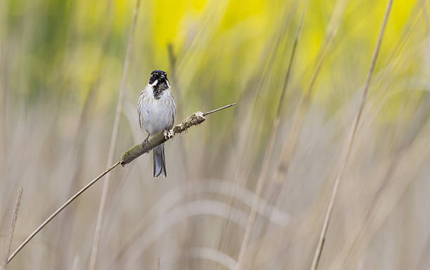 istock Male reedbunting perched in the reeds. 524898816