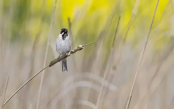 A light brown and yellow background that is out of focus. With in the front a male reedbuntingperched in the middle of the picture.