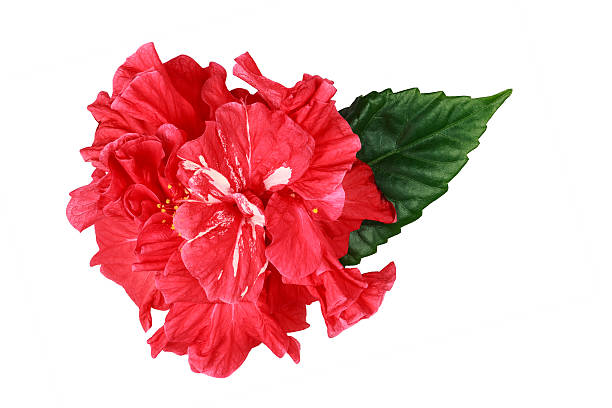 istock Sudanese rose flower used for making tea Hibiscus 524899520