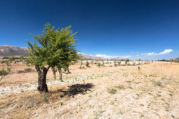 istock Nature of Spain, rural landscape 524899842
