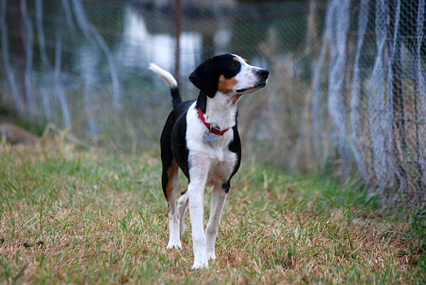 Are Treeing Walker Coonhounds Affectionate