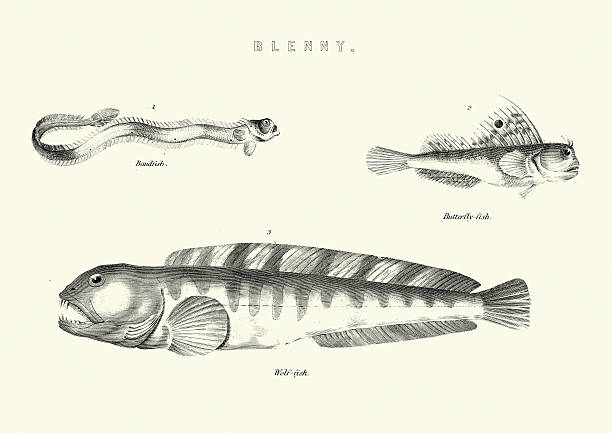 Natural History - Bandfish, Butterfly-fish, Wolf-fish Vintage engraving of Bandfish, Butterflyfish, wolffish bandfish stock illustrations