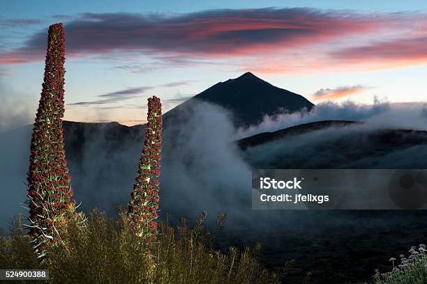 Tajinastes And El Teide Stock Photo - Download Image Now - El Teide National Park, Tenerife, El Teide Volcano