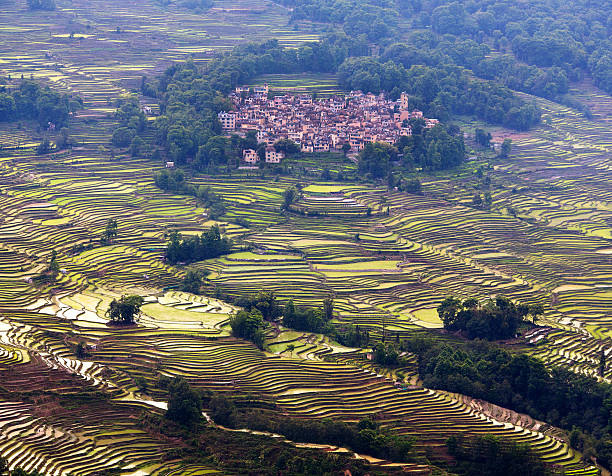 campo de arroz com terraço, china - hani imagens e fotografias de stock