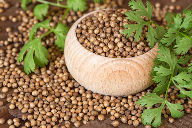Coriander seeds and leaves stock photo