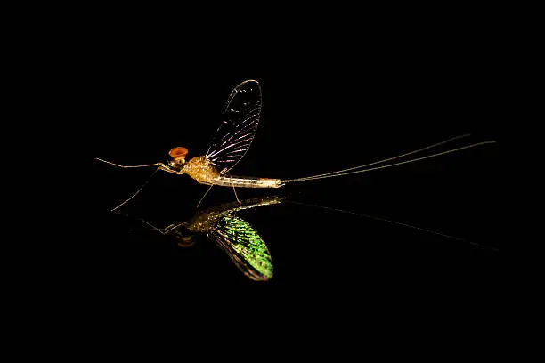 mayfly on a mirror,reflection