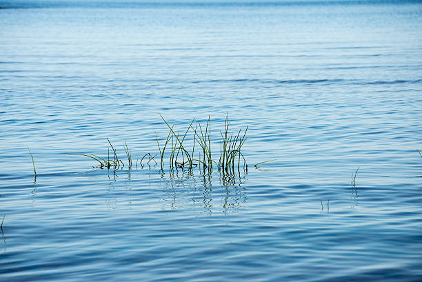 istock beach view with plants in water and blue sky 524902351