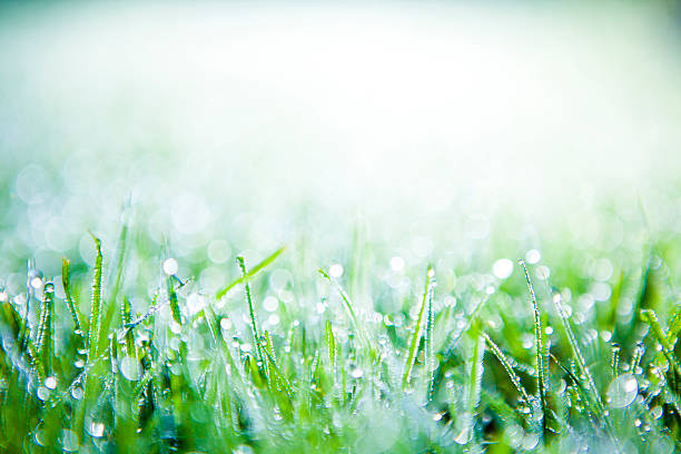 Morning dew on grass stock photo