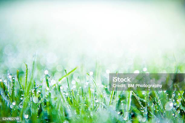 Morning Dew On Grass Stock Photo - Download Image Now - Abstract, Backgrounds, Blade of Grass