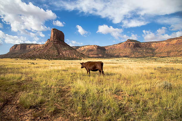 Open Range Cow with cliffs stock photo