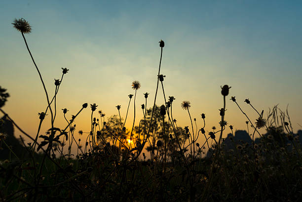 istock Vintage flower photo in sunset 524902812